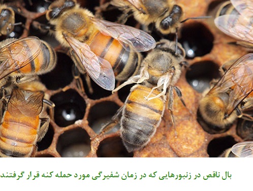نکات مهم زنبورداری
