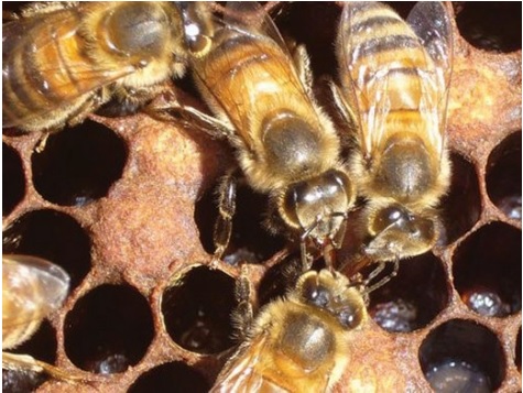 تغذیه زنبور عسل (تصویری)